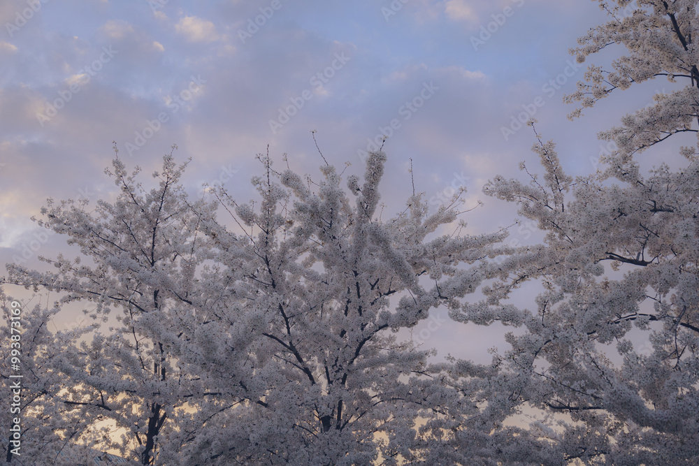 Obraz premium trees in the blossom