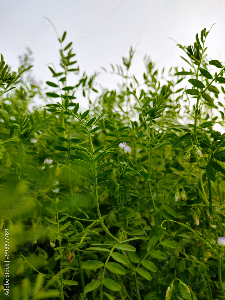 Obraz premium Vicia lutea
