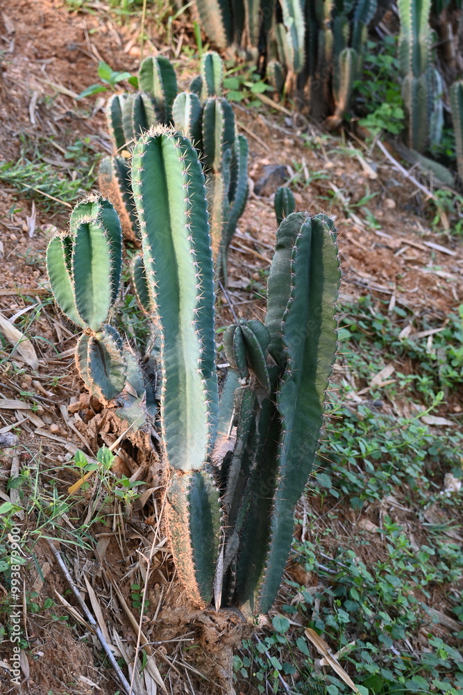 Apple cactus. Giant green cactus on the side of the road. Green cactus with thorns in nature garden. Apple cactus. Giant green cactus on the side of the road. Green cactus with thorns in nature garden.
