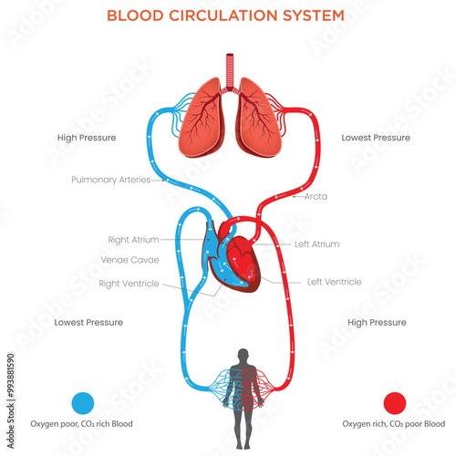 Understanding the Blood Circulation System Heart, Arteries, Veins, and Capillaries