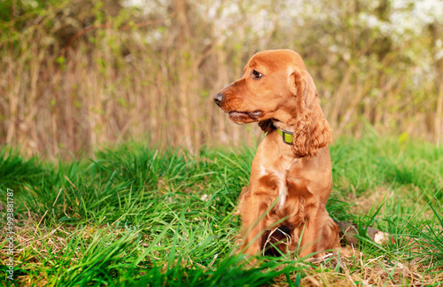 A ginger dog of the English cocker spaniel breed is sitting in the green grass. The dog turned its head to the side. Dog training. Little hunter. The photo is blurred