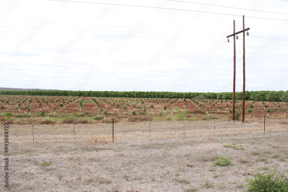 citrus fruit farm with small and big green orange trees citrus fruit farm with small and big green orange trees