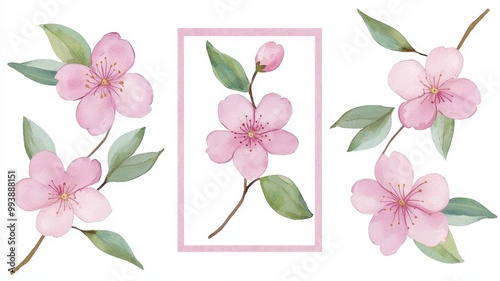 Cherry Blossoms and Leaves in Soft Watercolor Design, white background