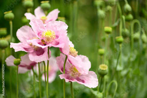 Insects and bees collecting nectar and pollen from pink opium poppy