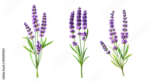 lavender isolated on white