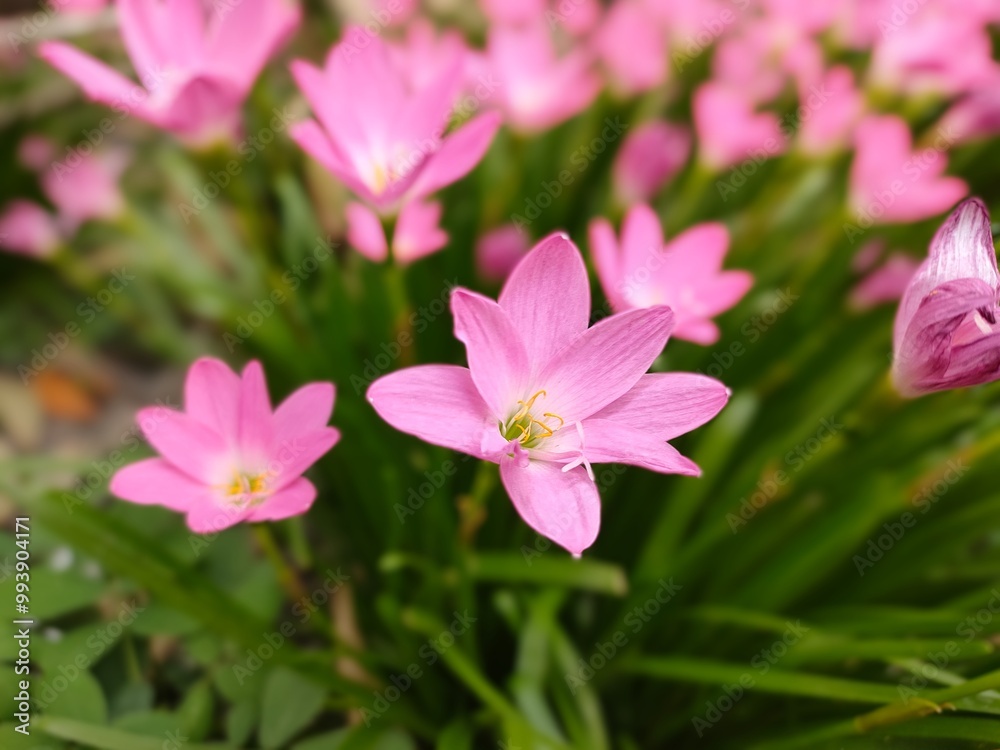 pink flowers in a garden with green leaves and a yellow center. pink flowers in a garden with green leaves and a yellow center.