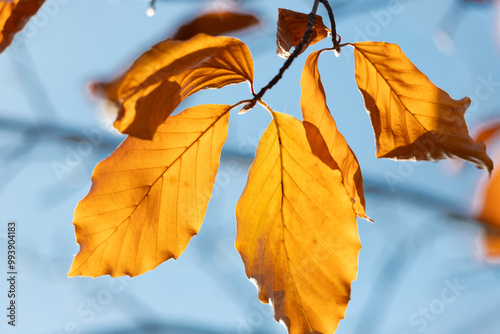 Dry autumn leaves on thin tree branches against a blue sky.