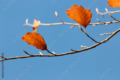 Dry autumn leaves on thin tree branches against a blue sky.