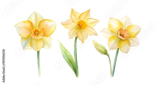 daffodils isolated on white