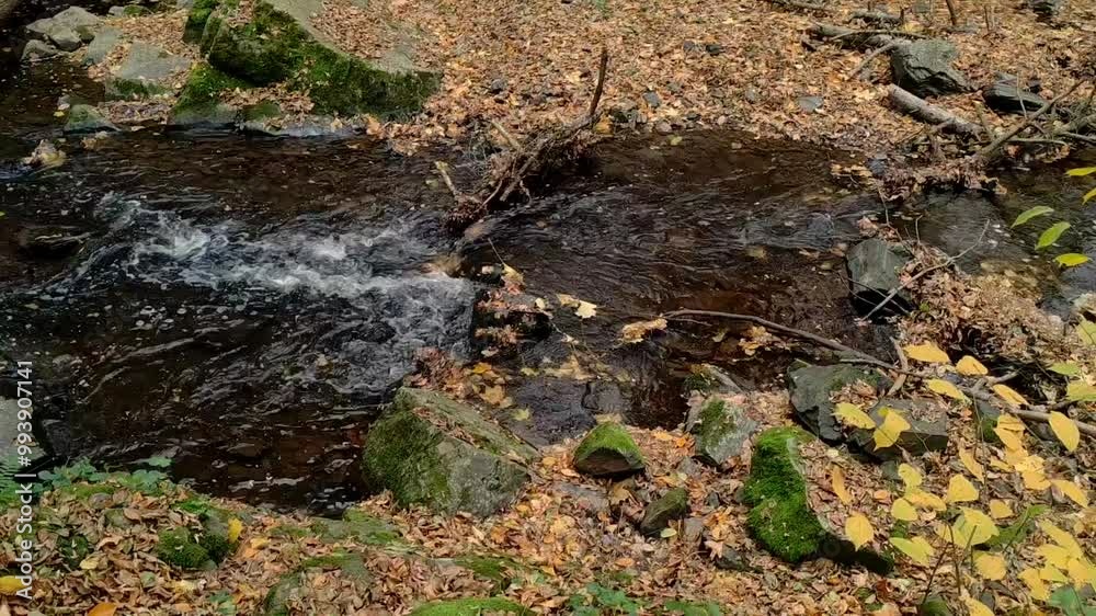 Calm waters flow through leaves and rocks Calm waters flow through leaves and rocks