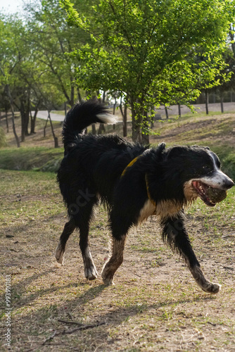 Primer plano de un lindo perro