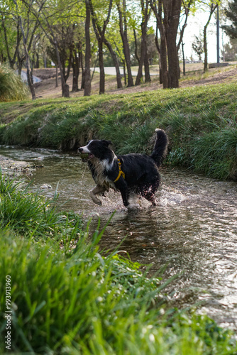 Primer plano de un lindo perro