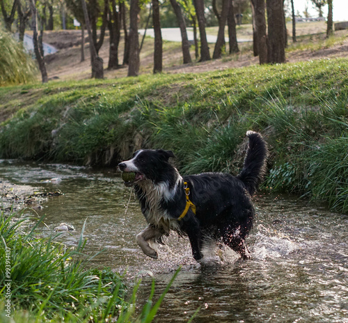 Primer plano de un lindo perro