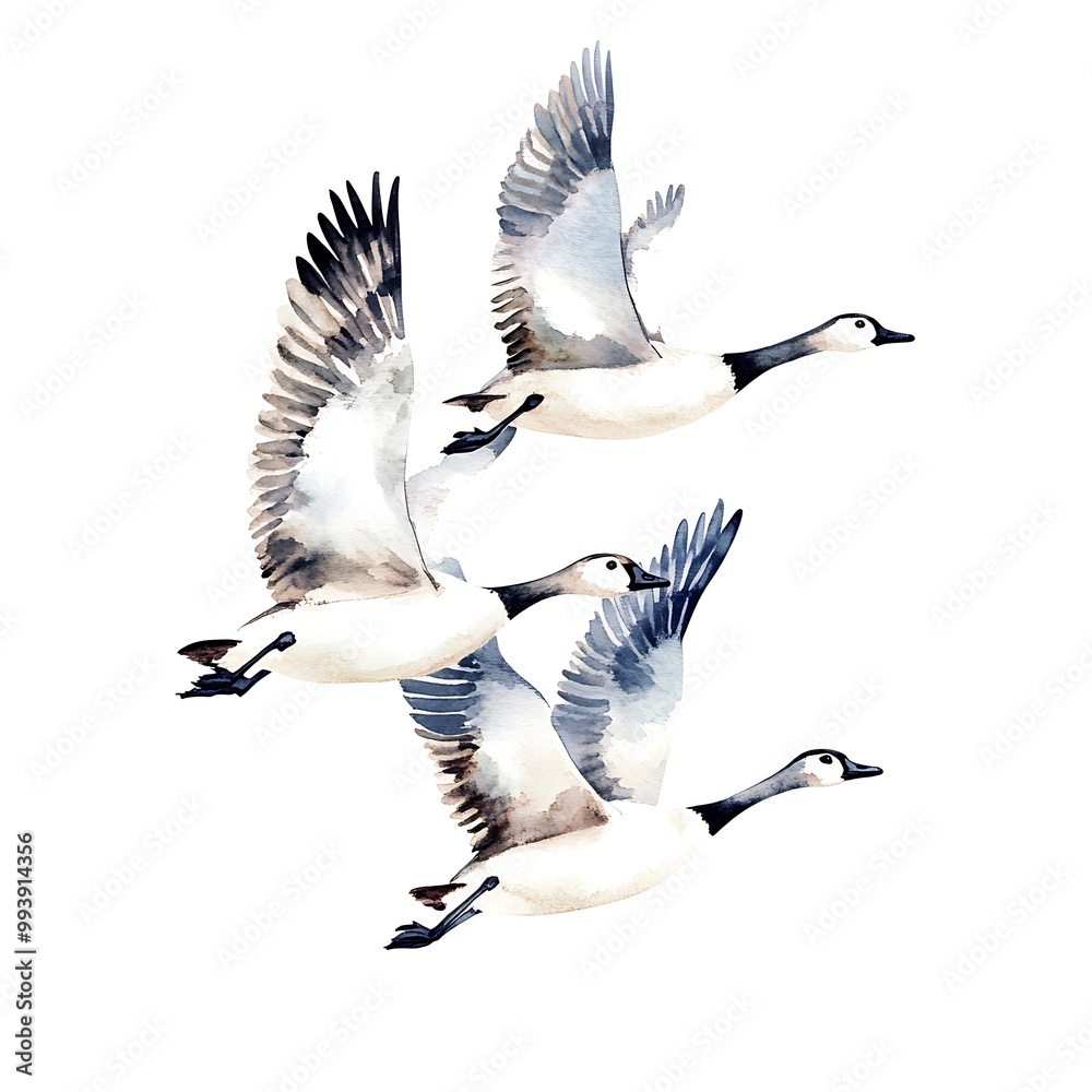 Obraz premium Watercolor Illustration of Three Geese Flying in Formation.