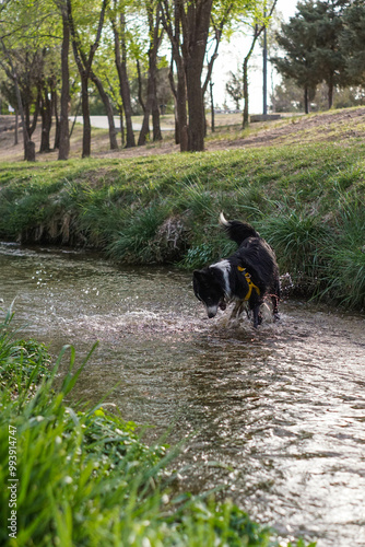 Primer plano de un lindo perro