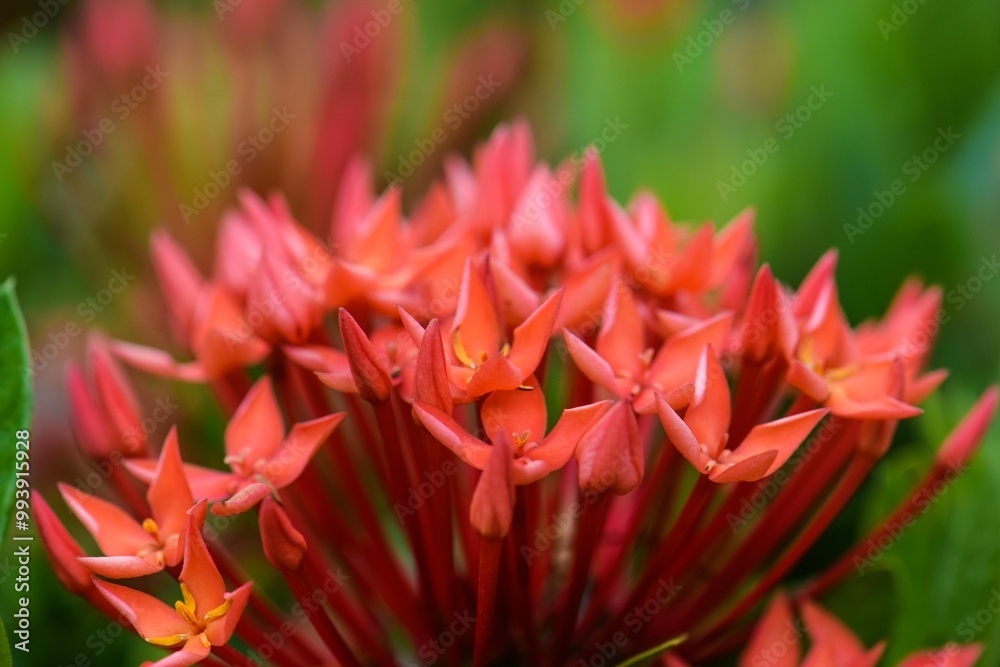 Red Ixora, also known as West Indian Jasmine, on a bush in a garden. Close-up shot. Red Ixora, also known as West Indian Jasmine, on a bush in a garden. Close-up shot.