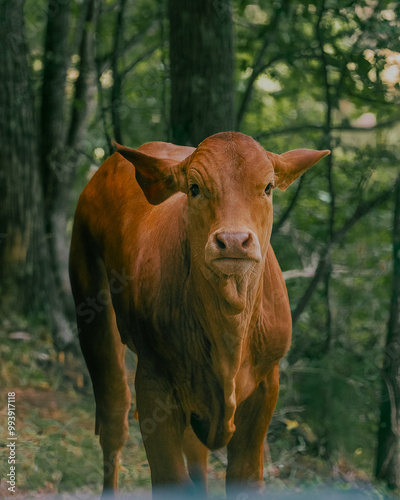 Brown cow looking straight ahead