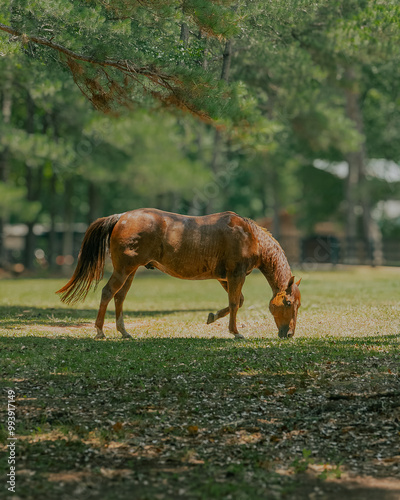 Adult brown horse eating in pasture