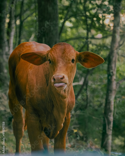 Brown cow sticking tongue out