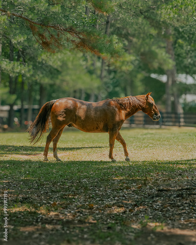 Adult brown horse walking through pasture