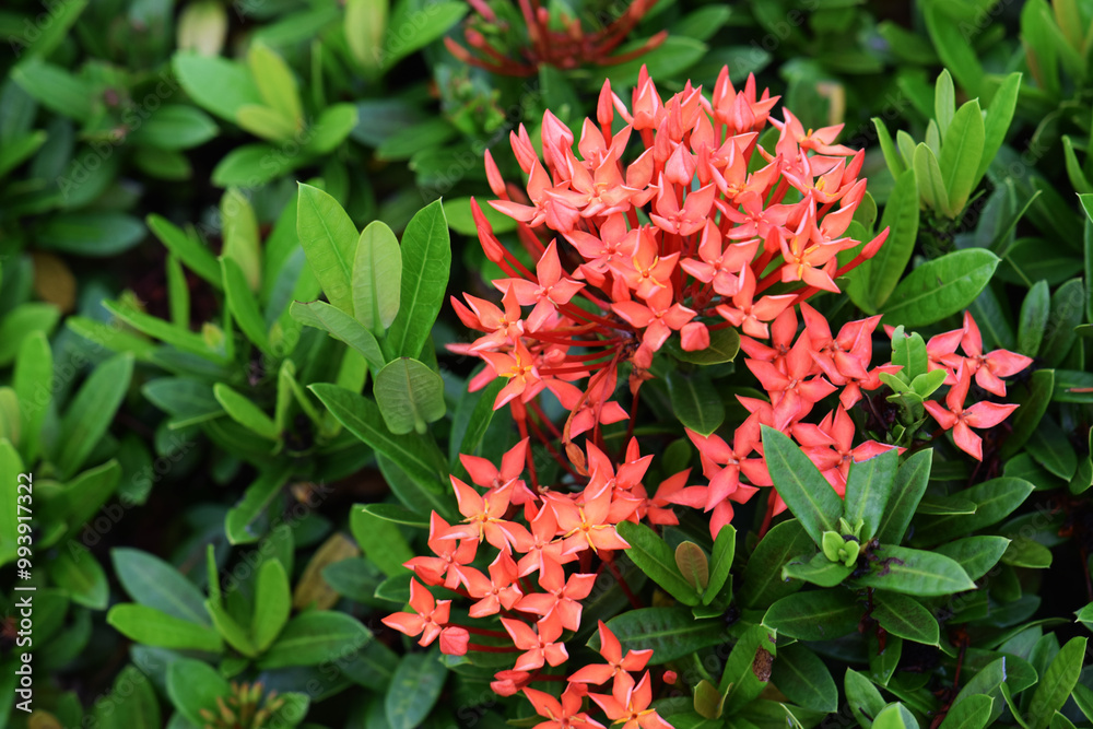 Red Ixora, also known as West Indian Jasmine, on a bush in a garden. Red Ixora, also known as West Indian Jasmine, on a bush in a garden.