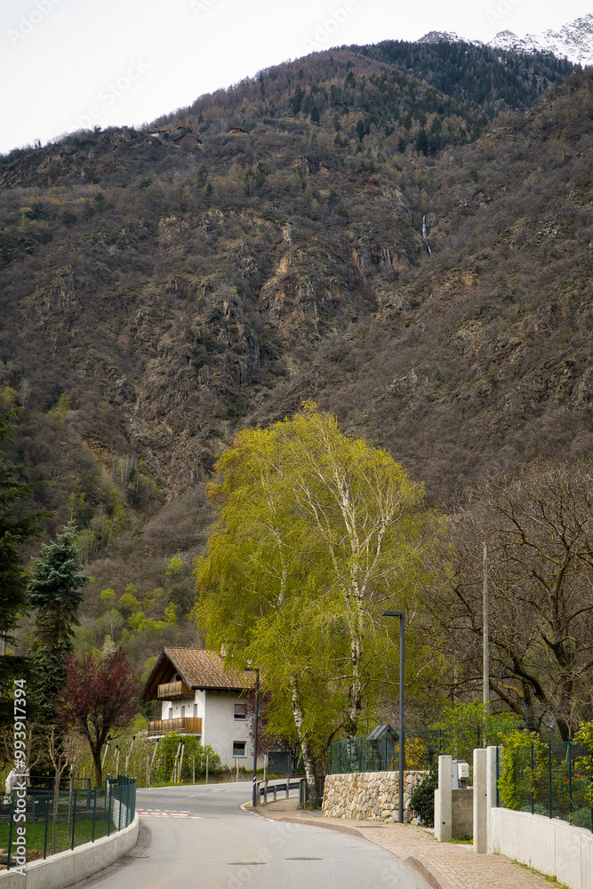 Eine Strasse in Richtung eines Waldhangs am Berg mit zwei grossen Birken am Wegesrand Eine Strasse in Richtung eines Waldhangs am Berg mit zwei grossen Birken am Wegesrand