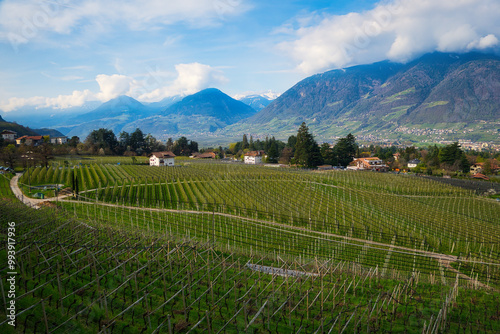 Wallpaper Mural Panoramablick über Obstplantagen in Südtirol hinab ins Tal, mit Bergpanorama im Hintergrund Torontodigital.ca