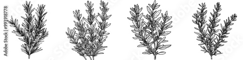 Isolated hand drawn illustration of rosemary herb bunch.