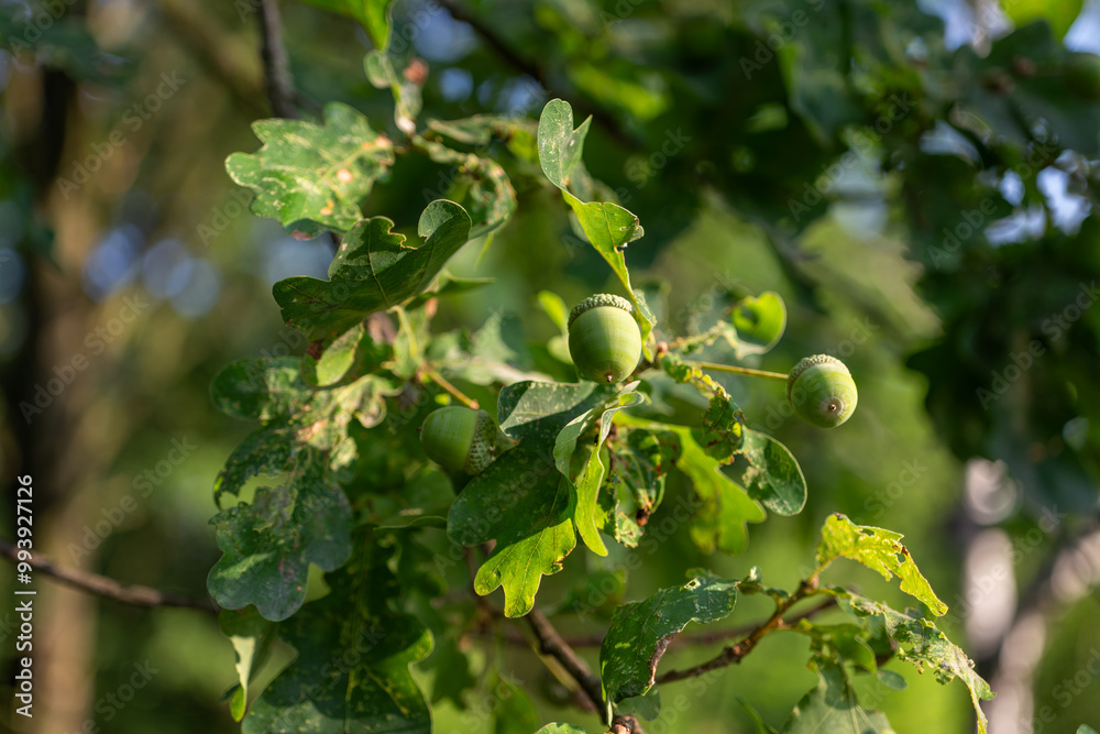 Fototapeta premium A green acorn on a tree. 