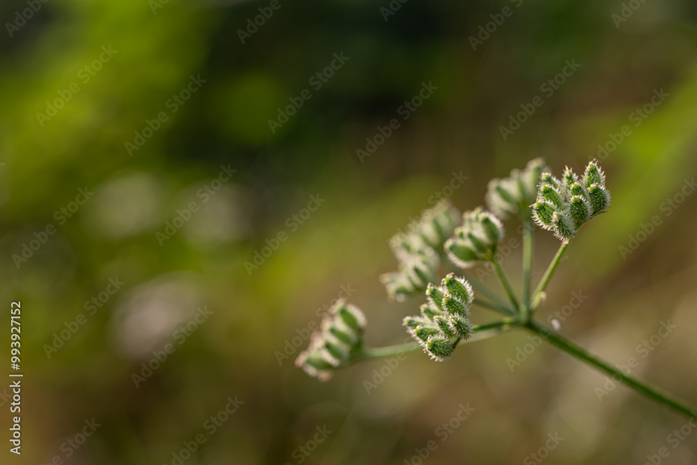 A farmer's wheel in detail for seeds.
A farmer's wheel in detail for seeds.