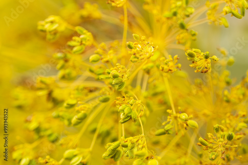 Yellow Dill Umbels With Seeds