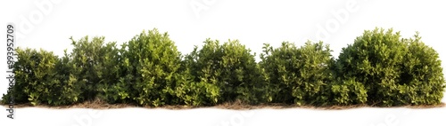 A bush adorned with green leaves, prominently featured on a white background, showcasing its vivid color and texture.
