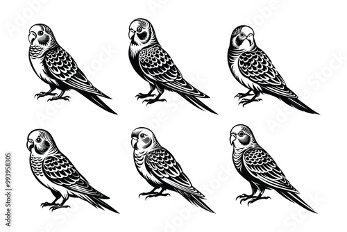 Budgerigar silhouette design in vector style with a white background