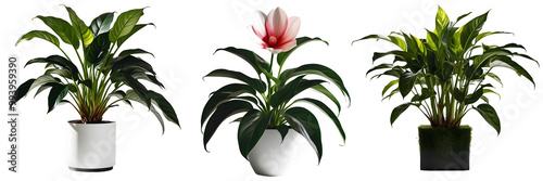 Indoor plant with flower isolated
