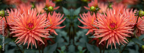 Panorama orange dahlias blooming in botanical garden
