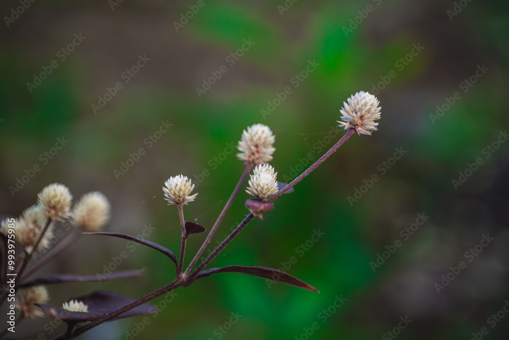 A close-up of delicate white wildflowers with a blurred green background A close-up of delicate white wildflowers with a blurred green background