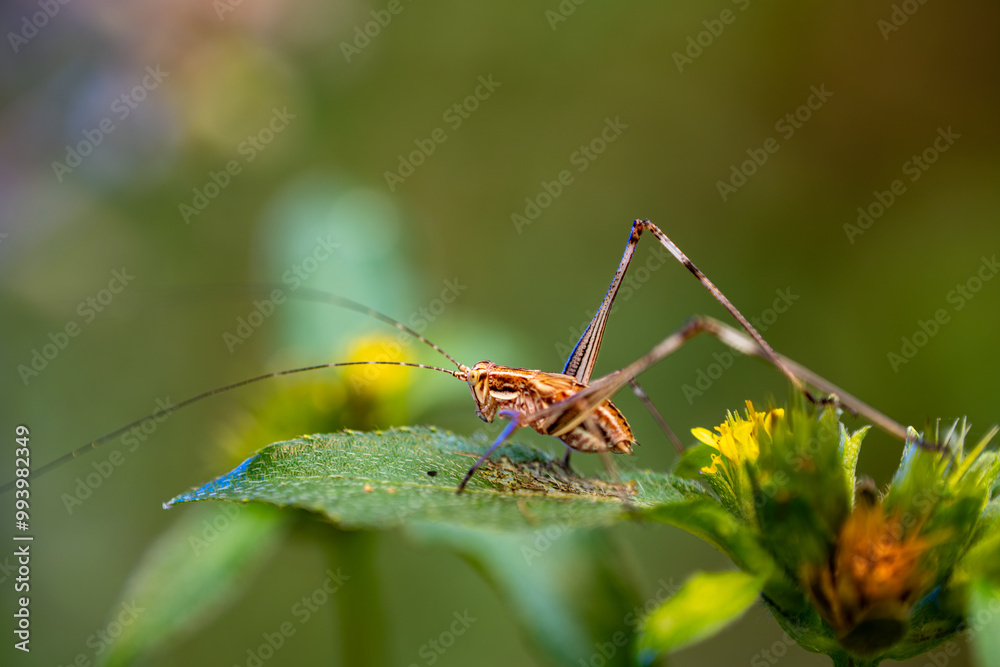 Fototapeta premium A close-up of a cricket perched on a green leaf