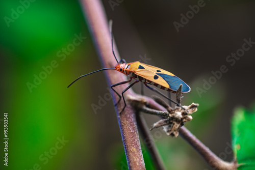 A close-up of an insect with black spots on its orange wings