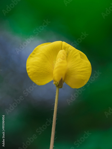 A vibrant yellow flower stands out against a blurred green and blue background