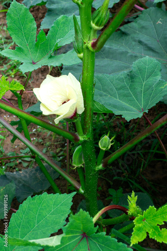 lady's fingers and flower in healthy green plant with leaves
