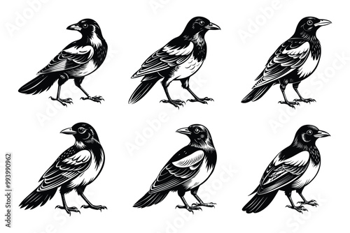 Magpie silhouette design bundle set in creative vector clip art with a white background