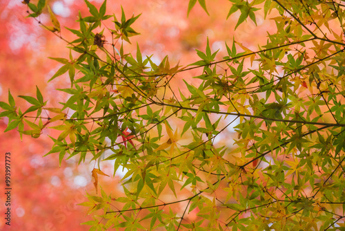 [KYOTO]A world-famous temple in Kyoto that is famous for its autumn foliage, The colorful autumn leaves are beautiful, Bishamondo-Monzeki, Japan photo