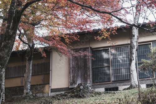 [KYOTO]A world-famous temple in Kyoto that is famous for its autumn foliage, The colorful autumn leaves are impressive, Bishamondo-Monzeki, Japan photo