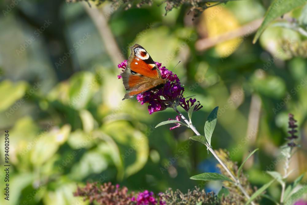 European peacock butterfly (Aglais io) perched on summer lilac in Zurich, Switzerland European peacock butterfly (Aglais io) perched on summer lilac in Zurich, Switzerland
