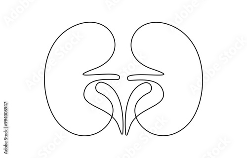 Kidney human organ one line art drawing. Human kidneys continuous one line drawing. Isolated on white background vector illustration. Premium vector, Human kidneys with ureters one line art