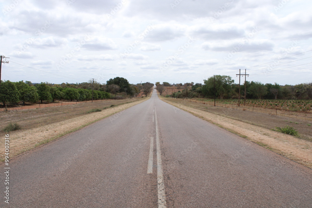 Fototapeta premium tarred asphalt road with trees alongside