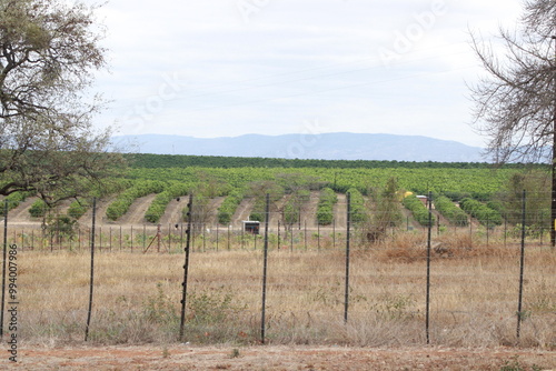 citrus fruit farm with small and big green orange trees