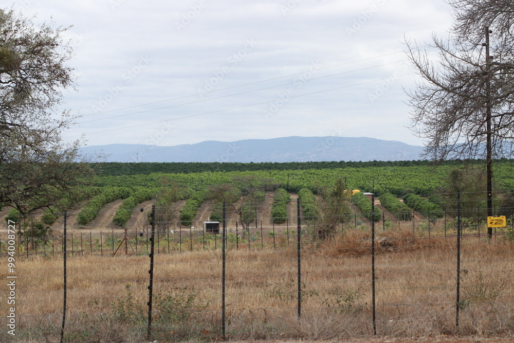 citrus fruit farm with small and big green orange trees citrus fruit farm with small and big green orange trees