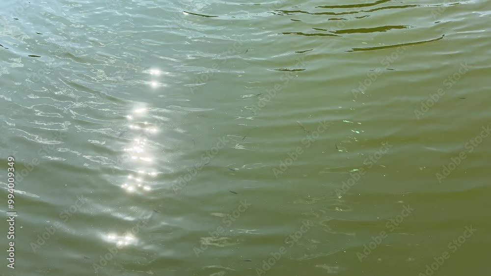 Sunlight Shimmering on Water Surface Sunlight Shimmering on Water Surface