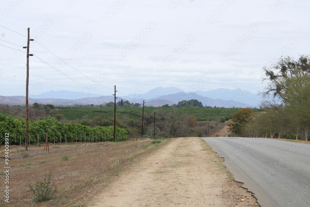 citrus fruit farm with small and big green orange trees